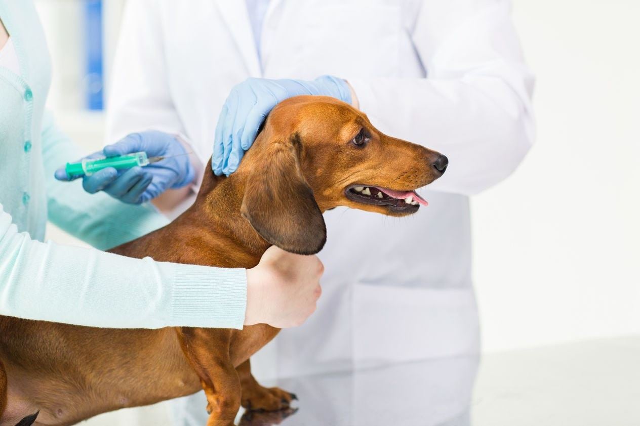Где в Ростове сделать прививки собаке