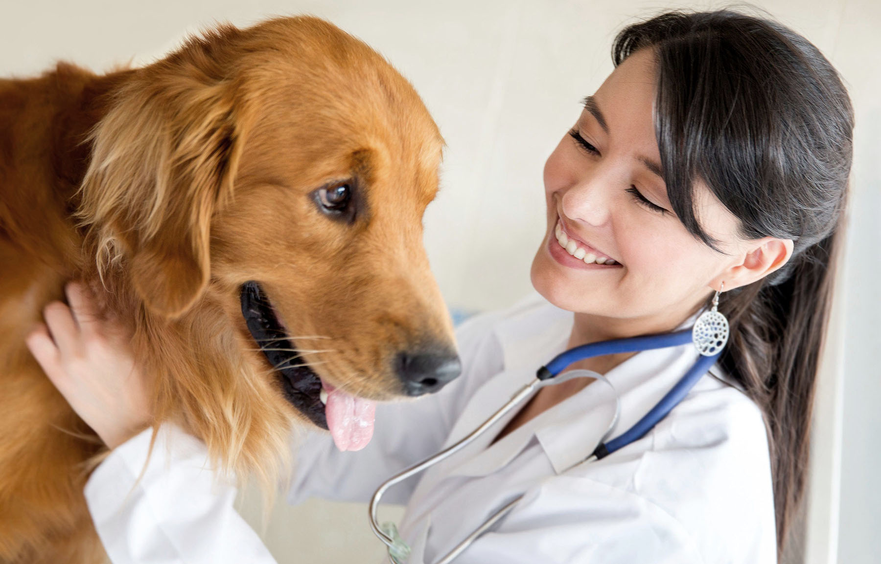Pet clinic. Ветеринар. Ветеринар с собакой. Терапия животных. Фотография ветеринара.
