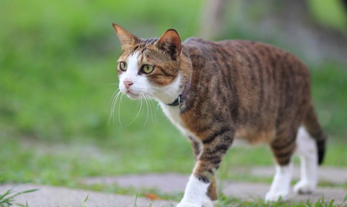 Профилактические средства для кошек от укусов клещей