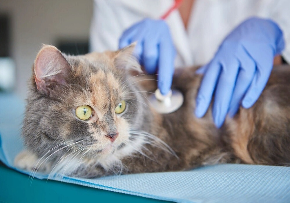 Терапевтическое лечение котов в Ростове