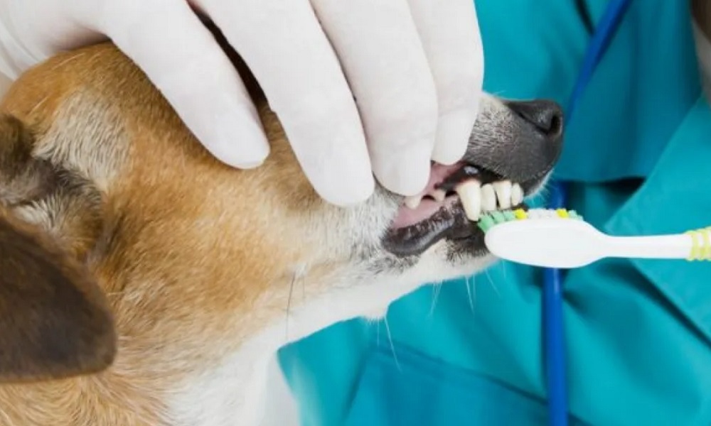 Ветеринарная стоматология в Ростове