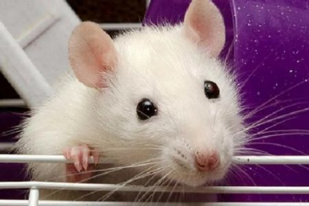 Лечение крыс и мышей в Ростове. Ветврач — ратолог.