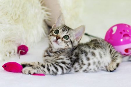 Лечение котенка в ветеринарной клинике