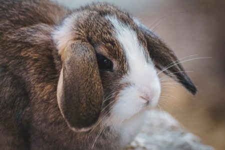 Лечение домашних кроликов в Ростове