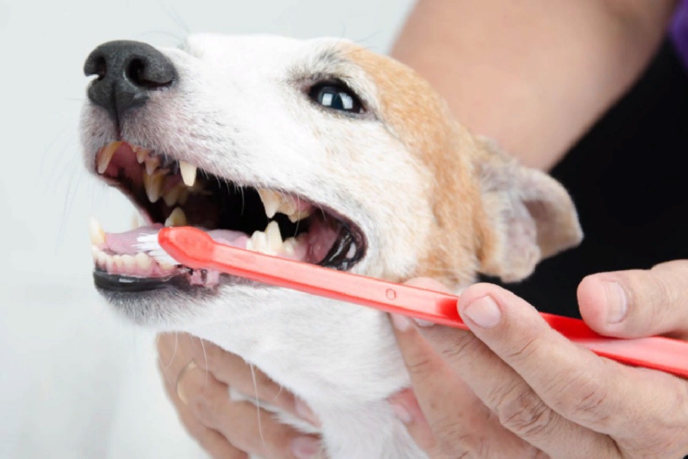 Средства ухода за зубами для собак и щенков