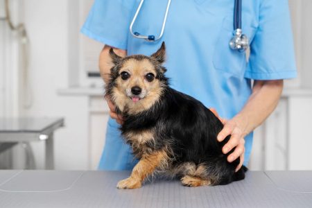 Вакцинация собак в Ростове