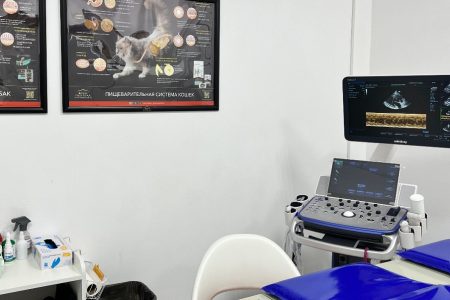 Ветеринарное УЗИ экспертного уровня в Ростове