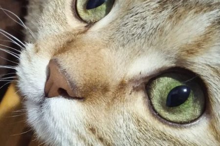 Как часто нужно обрабатывать кошку от блох и глистов каплями на холку?