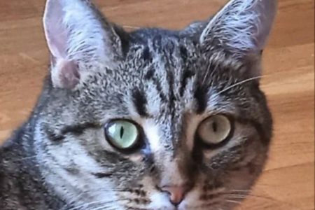 Стерилизация кошек