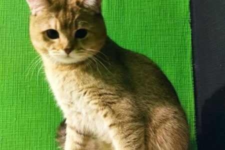 Какой наполнитель лучше для кошачьего туалета
