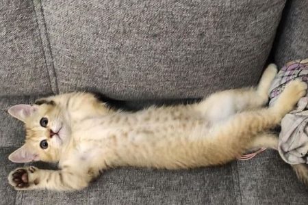 Как приучить котенка к лотку?