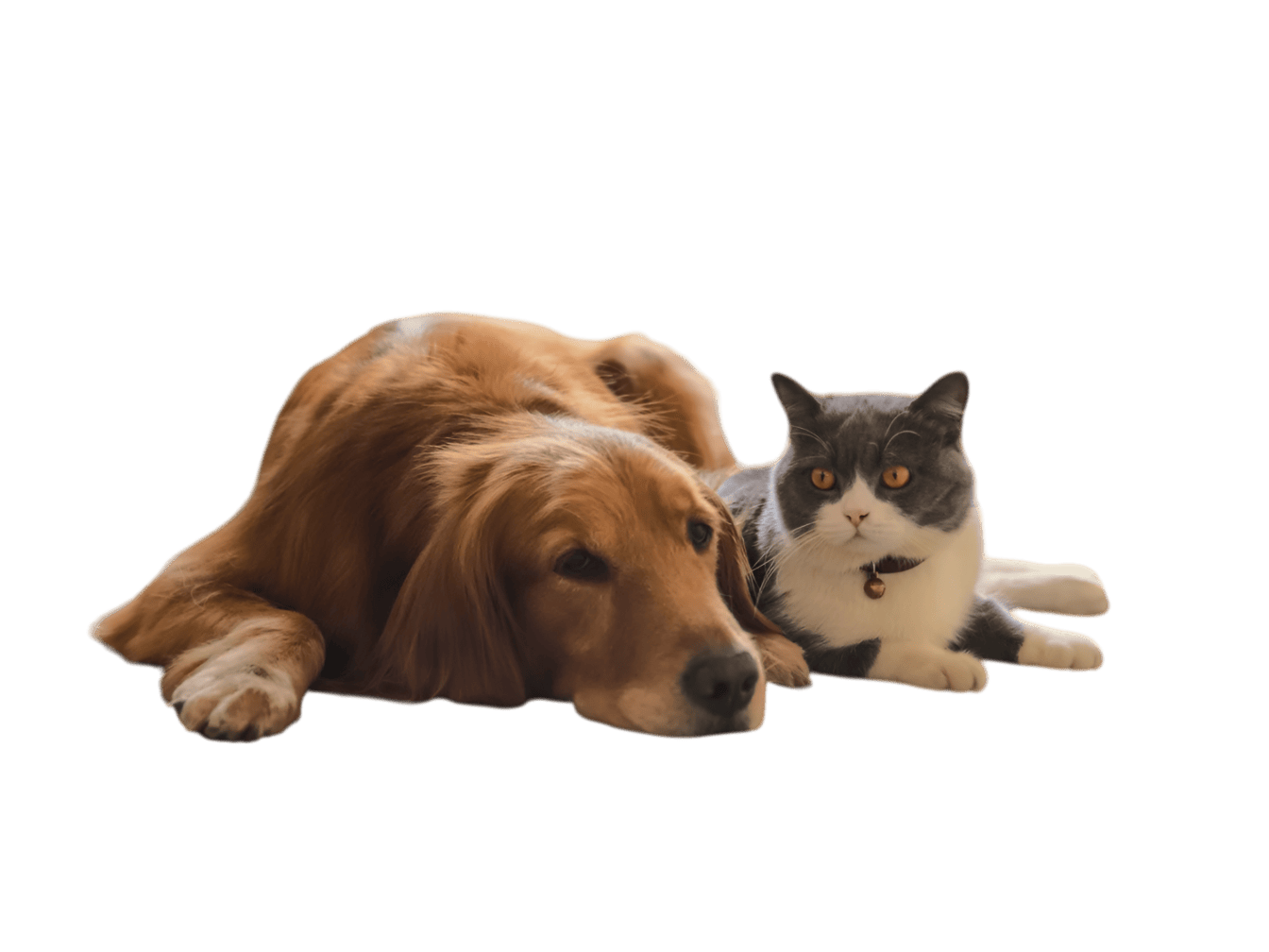 Собака и кот