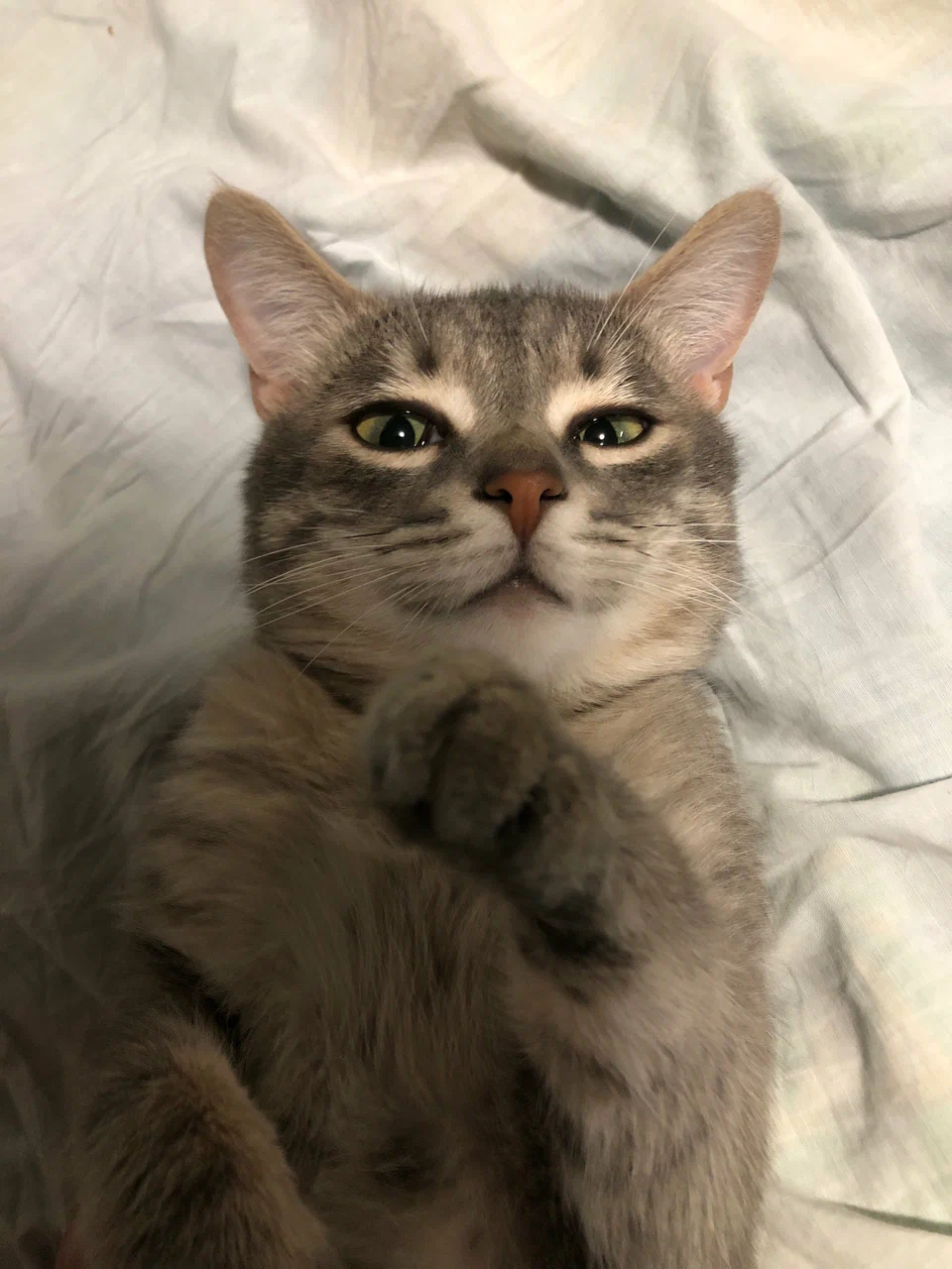Лежащий кот, который перестал пользоваться лотком